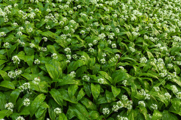 Bärlauchwald auf der Schwäbischen Alb. 