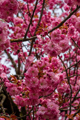 Sakura branches strewn with pink blooming flowers