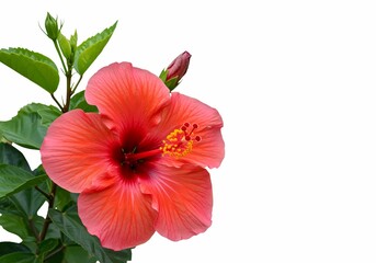  Vibrant Red Hibiscus Flower with Green Leaves &ndash; High-Quality Nature Image