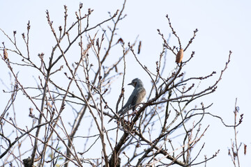 The brown-eared bulbul (Hypsipetes amaurotis) perched on a branch