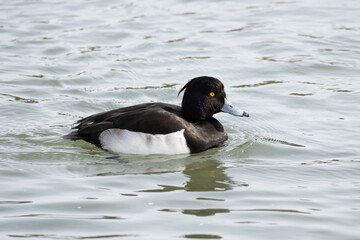 The Tufted Duck or Tufted Pochard is floating in the river. Its scientific name is Aythya fuligula.