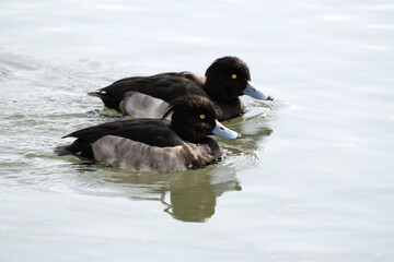 The Tufted Duck or Tufted Pochard is floating in the river. Its scientific name is Aythya fuligula.