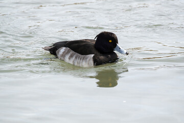 The Tufted Duck or Tufted Pochard is floating in the river. Its scientific name is Aythya fuligula.