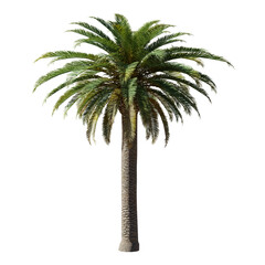 Obraz premium Beautiful garden plant 