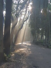 Winter morning in Bangladesh 