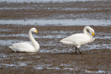 A flock of migratory whooping swans (Cygnus cygnus) resting in a wetland.