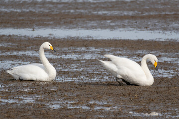 A flock of migratory whooping swans (Cygnus cygnus) resting in a wetland.