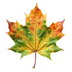 Obraz premium maple leaf isolated