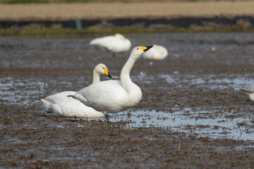 Tundra Swans (Cygnus columbianus) are migrating together in a field. They have flown in from the north to spend the winter.
