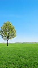 Fototapeta premium Single Tree in a Green Field Under a Blue Sky