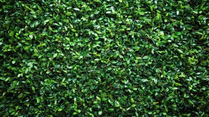 Obraz premium Lush green foliage wall texture. Dense, vibrant leaves create a natural background. Ideal for design projects needing a nature backdrop.