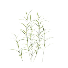 Fototapeta premium Beautiful garden plant 
