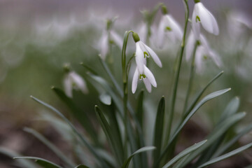 Close-Up of Snowdrop Flowers in Spring &ndash; White and Blue