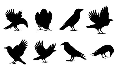 Black Crow Silhouette vector illustrations