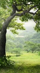 Obraz premium Lush Green Landscape with Foggy Mountain View