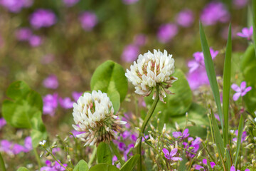 wild flowers in the meadow