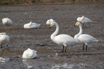Tundra Swans (Cygnus columbianus) are migrating together in a field. They have flown in from the north to spend the winter.