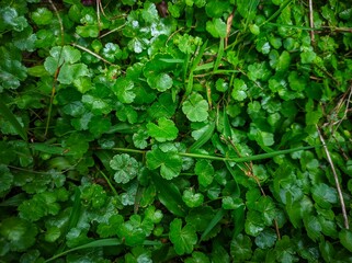green leaves background