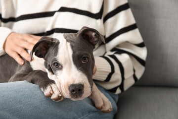 Beautiful young woman with cute staffordshire terrier puppy sitting on sofa at home