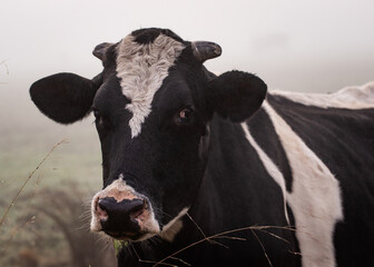 Dairy cow on a frosty and foggy winter morning