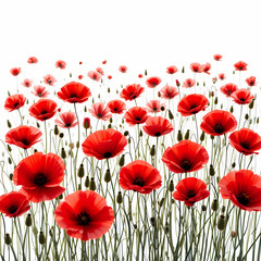 Fototapeta premium Stunning Red Poppy Field: Wallpaper & Images