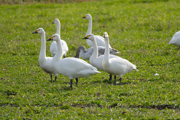 Obraz premium A large flock of migratory Tundra Swans (Cygnus columbianus) in a field.