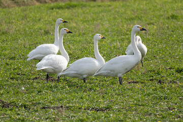 A large flock of migratory Tundra Swans (Cygnus columbianus) in a field.