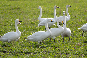 Obraz premium A large flock of migratory Tundra Swans (Cygnus columbianus) in a field.
