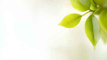 Fototapeta premium Closeup of Bright Green Leaves on White Background