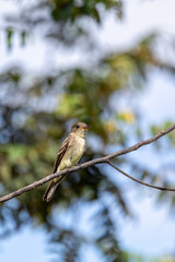 Eastern wood pewee (Contopus virens) is a small bird tyrant flycatcher from North America, Ecoparque Sabana, Cundinamarca department. Wildlife and birdwatching in Colombia