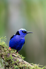 Red-legged honeycreeper (Cyanerpes cyaneus), La Fortuna, Volcano Arenal, Wildlife and birdwatching in Costa Rica.