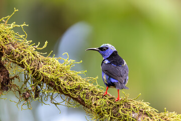 Red-legged honeycreeper (Cyanerpes cyaneus), La Fortuna, Volcano Arenal, Wildlife and birdwatching in Costa Rica.