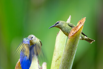 Female of Red-legged honeycreeper (Cyanerpes cyaneus), small songbird species in the tanager family (Thraupidae), La Fortuna, Volcano Arenal, Wildlife and birdwatching in Costa Rica.