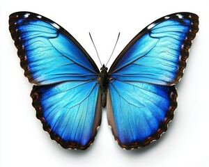 The butterfly, which is very beautiful and blue and white in color, has its wings spread and is isolated on a transparent background