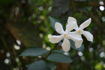 Two coral swirl flowers blooming close to each other in a soft focus view