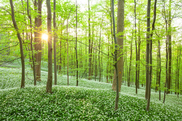 Deutscher Zauberwald. B&auml;rlauchwald auf der Schw&auml;bischen Alb. Sonnenuntergang mit Sonnenstern strahlt den Buchenwald an.