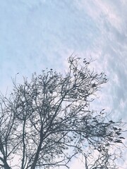 tree against blue sky