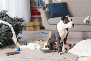 Cute Staffordshire Terrier with mess at home on Christmas eve