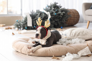 Naughty Staffordshire Terrier in reindeer horns with torn pillow at home on Christmas eve