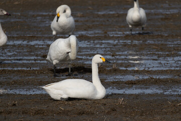 Tundra swan, Toyama Prefecture