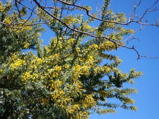 ミモザ（ギンヨウアカシア）の花が咲いている