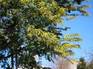 ミモザ（ギンヨウアカシア）の花が咲いている