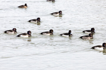 Aythya fuligula swimming in the river