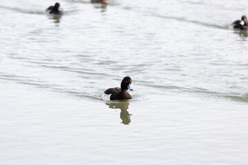 Aythya fuligula swimming in the river