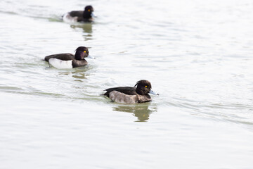Tufted duck or tufted pochard (Aythya fuligula) swimming in the river