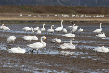 A flock of migratory whooping swans (Cygnus cygnus) resting in a wetland.