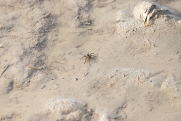 Pardosa pseudoannulata, a non-web-building spider on the water