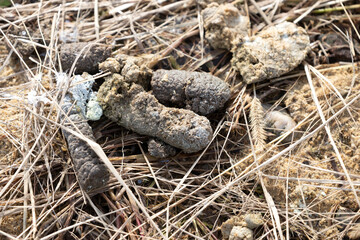 Swan droppings in a paddy field