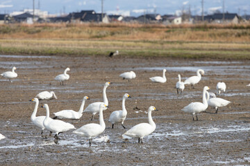 A large flock of Tundra Swans (Cygnus columbianus) on muddy land. They came from Siberia to spend the winter in Japan.