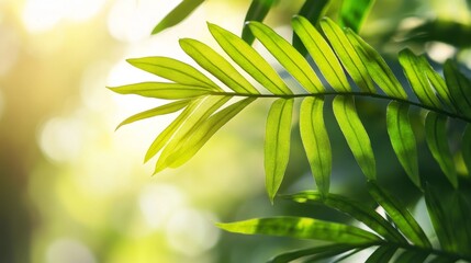 Obraz premium Polypodium Leucotomos Fern Extract for Natural Sun Protection